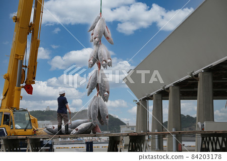 冷凍金槍魚登陸 84203178