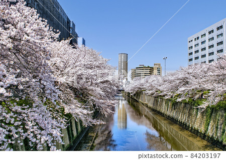 中目黑公園附近，東京目黑川櫻花盛開 84203197