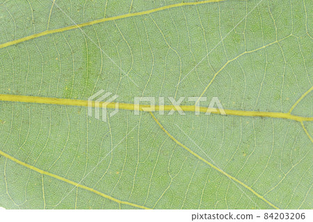 常綠喬木，白鴨葉脈 84203206