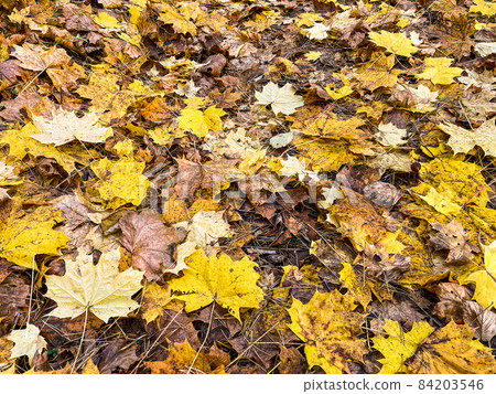 Fallen yellow leaves in the park in autumn. Nature background Fallen yellow leaves in the park in autumn. Nature background 84203546