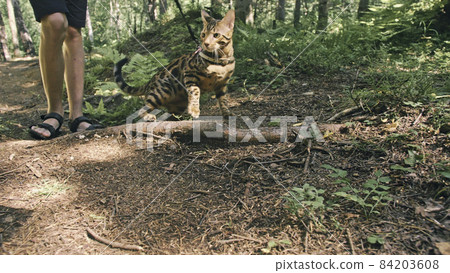 One cat in a city park. Bengal wildcat walk on the forest in col One cat in a city park. Bengal wildcat walk on the forest in col 84203608