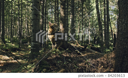 One cat in a city park. Bengal wildcat walk on the forest in col One cat in a city park. Bengal wildcat walk on the forest in col 84203613