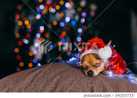 The Toy Terrier is a yellow New Year's dog. 84203735