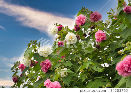 Red and white flowers Red and white flowers 84203763