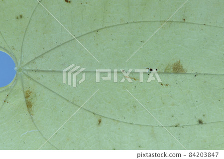 Autumn leaves and veins of yam leaves Autumn leaves and veins of yam leaves 84203847
