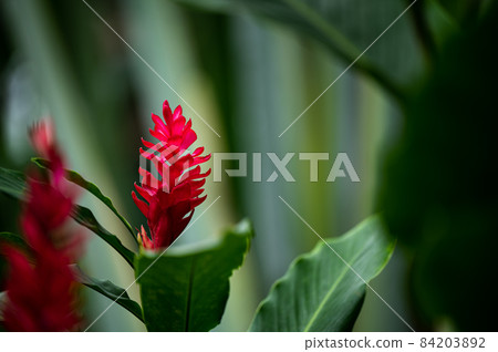 Alpinia purplata flowers Alpinia purplata flowers 84203892