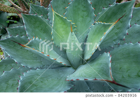 Agave succulents Agave succulents 84203916