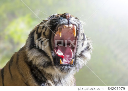 綠色森林背景下一隻咆哮的老虎臉的特寫 84203979