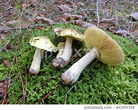 Shimokoshi (Akita City) Kintake in Akita Prefecture. I want to use it for ozoni soup stock. Shimokoshi (Akita City) Kintake in Akita Prefecture. I want to use it for ozoni soup stock. 84204398