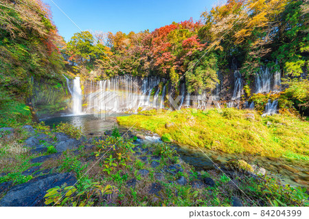 Shiraito Waterfall and Rainbow in Autumn Leaves Season [Shizuoka Prefecture] 84204399