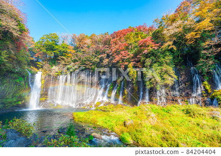 Shiraito Waterfall and Rainbow in Autumn Leaves Season [Shizuoka Prefecture] 84204404