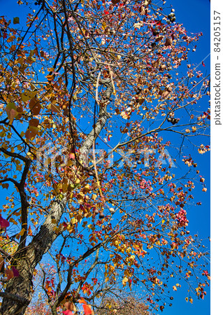Autumn leaves 84205157