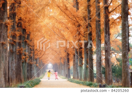 秋天的足跡，最美的道路！ 84205260