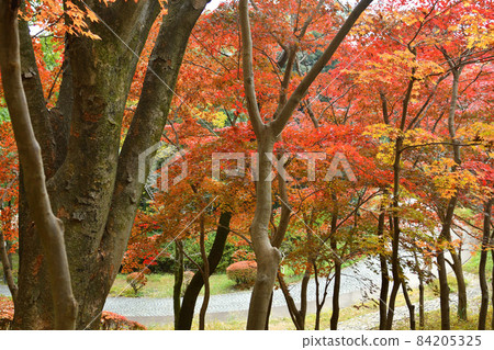 秋葉生田綠地川崎市 84205325