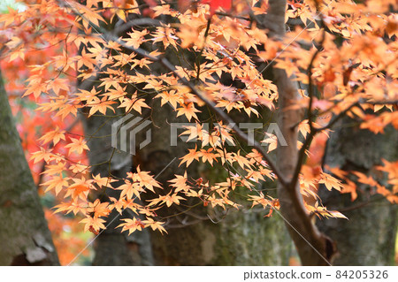 秋葉生田綠地川崎市 秋葉生田綠地川崎市 84205326