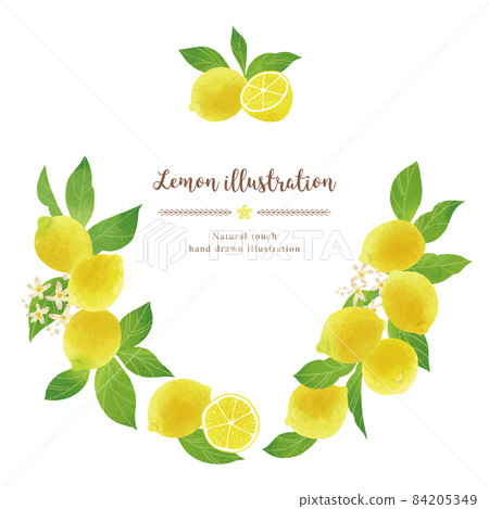 Lemon illustration / circle with a natural touch Lemon illustration / circle with a natural touch 84205349