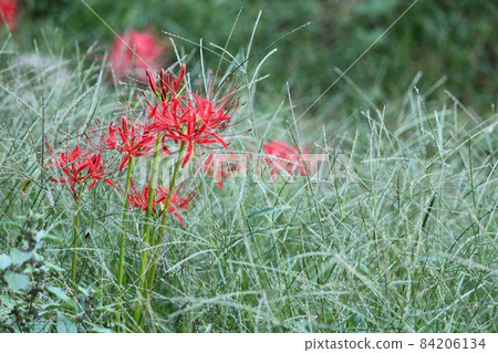Cluster amaryllis 84206134