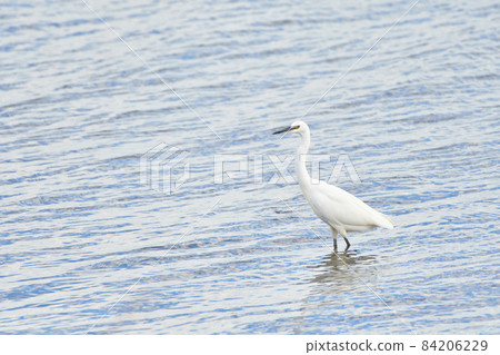 手沼湖野鳥 秋季 84206229