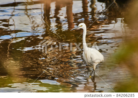Lake Teganuma Wild Bird Autumn 84206285