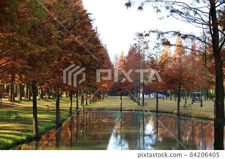 Autumn scenery, Metasequoia-gil Autumn scenery, Metasequoia-gil 84206405