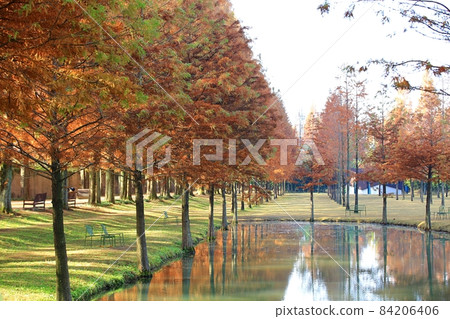 Autumn scenery, Metasequoia-gil 84206406