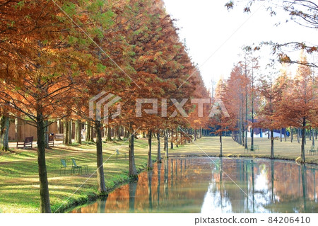 Autumn scenery, Metasequoia-gil 84206410