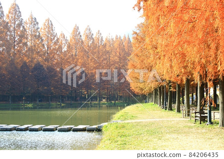 Autumn scenery, Metasequoia-gil Autumn scenery, Metasequoia-gil 84206435