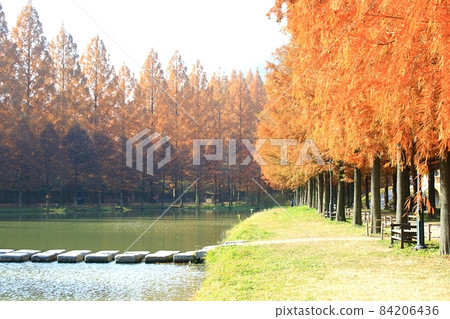Autumn scenery, Metasequoia-gil Autumn scenery, Metasequoia-gil 84206436