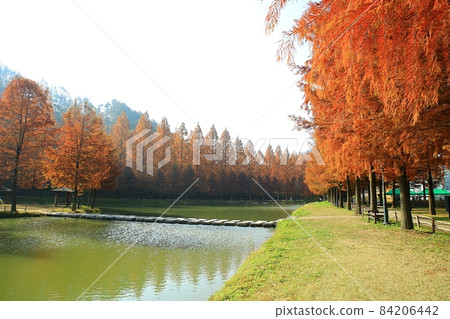Autumn scenery, Metasequoia-gil 84206442