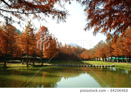 秋景,水杉街 秋景,水杉街 84206468