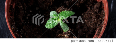 Cannabis plant sprout in a pot panorama. Growing medicinal marijuana Cannabis plant sprout in a pot panorama. Growing medicinal marijuana 84206541