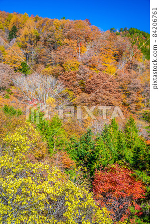 平谷關的紅葉 84206761