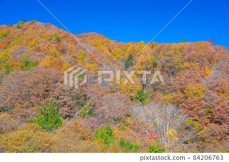 平谷關的紅葉 84206763