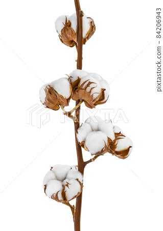 Cotton plant flower branch isolated on white background with clipping path and full depth of field 84206943