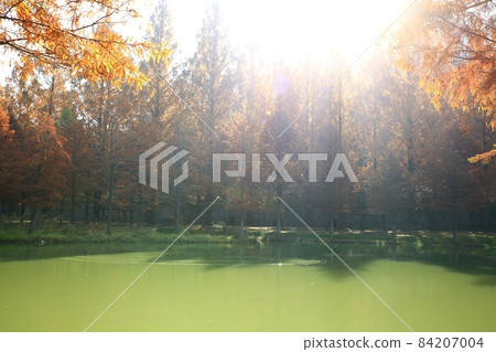 美麗的秋景，Meta-gil 84207004