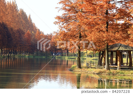 秋天的風景,美麗的,秋天的風景 秋天的風景,美麗的,秋天的風景 84207228