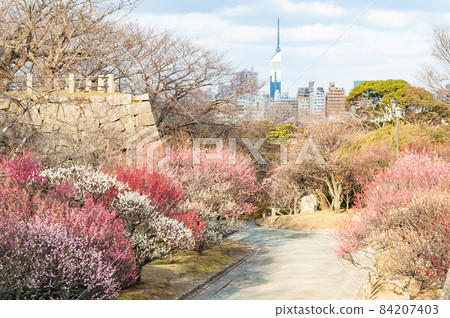 邁杜魯公園梅花季 84207403