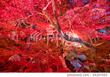 Roadside station Nango's autumn leaves lit up 84207483
