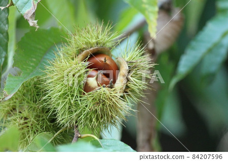 Chestnut fruit Chestnut fruit 84207596