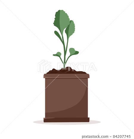 Seedlings of cabbage plants in pots. Cultivation of garden plants. Plant care. Vector illustration Seedlings of cabbage plants in pots. Cultivation of garden plants. Plant care. Vector illustration 84207745