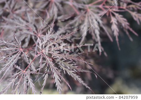 Japanese Maple Ever Red Japanese Maple Ever Red 84207959