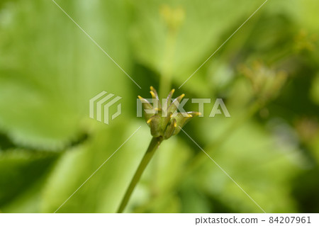 Marsh Marigold Marsh Marigold 84207961