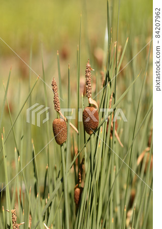 Dwarf bulrush Dwarf bulrush 84207962