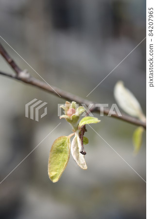 Quince Quince 84207965