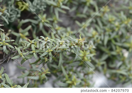 Narrow-leaved cistus Narrow-leaved cistus 84207970
