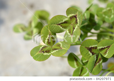 Dutch clover Dutch clover 84207971