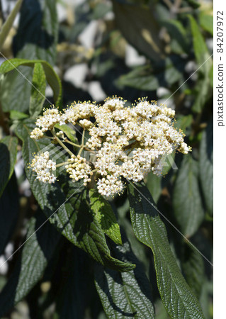 Wrinkled viburnum Wrinkled viburnum 84207972