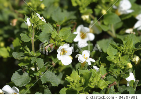 Ornamental bacopa Ornamental bacopa 84207991