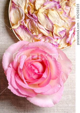 Rose still life with blossom and dried petals in a balsa wood lid, over linen fabric. Fresh light pink colored flower head of a garden rose, Rosa chinensis, next to dried petals. Close up, from above. Rose still life with blossom and dried petals in a balsa wood lid, over linen fabric. Fresh light pink colored flower head of a garden rose, Rosa chinensis, next to dried petals. Close up, from above. 84208103