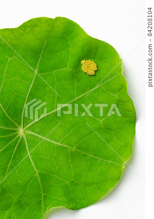 Small cabbage white butterfly eggs on a nasturtium leaf. Yellowish eggs of Pieris rapae, also known as small white or cabbage butterfly, on the upper leaf surface of Tropaeolum. Closeup, from above. Small cabbage white butterfly eggs on a nasturtium leaf. Yellowish eggs of Pieris rapae, also known as small white or cabbage butterfly, on the upper leaf surface of Tropaeolum. Closeup, from above. 84208104